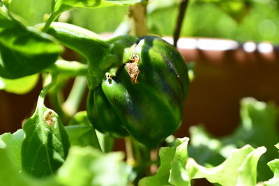 Close-up of green fruit on plant