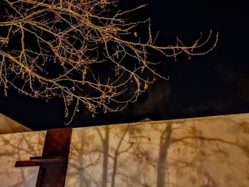 Close-up of tree at night