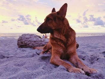 Close-up of dog at beach against sky during sunset