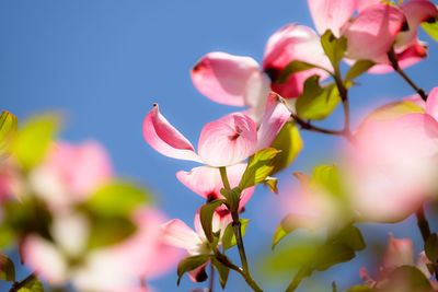 Low angle view of pink cherry blossoms against sky