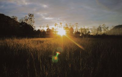 Sunlight streaming through trees on field against sky at sunset