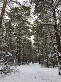 Snow covered land and trees in forest