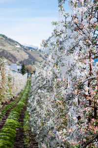 View of cherry blossom tree on footpath