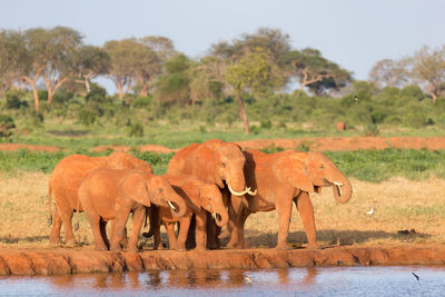 View of elephant in the lake