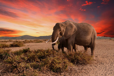Elephant grazing on land against sky during sunset