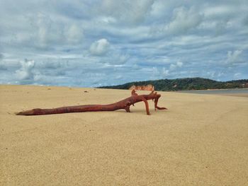 Young horse on sand at beach against sky