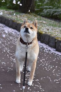 Dog looking away on footpath