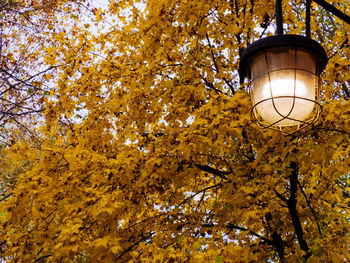Low angle view of illuminated lantern hanging on tree
