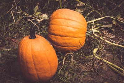 High angle view of pumpkins on field