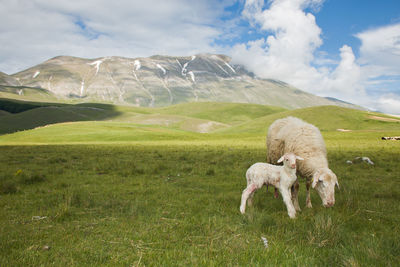 Babylamb suckling milk from her mother in the pian grande, castelluccio di norcia, italy