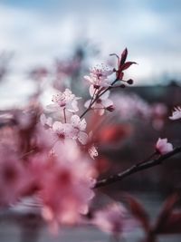 Close-up of pink cherry blossom