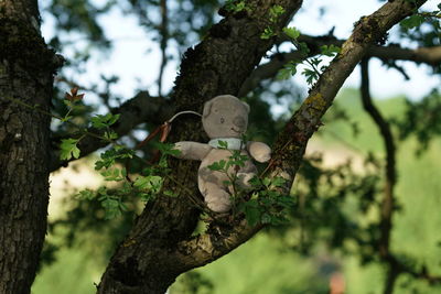 Low angle view of tree