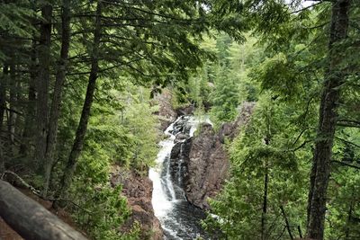 View of stream amidst trees in forest