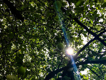 Low angle view of fruits hanging on tree
