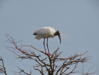 Low angle view of bird flying against clear sky