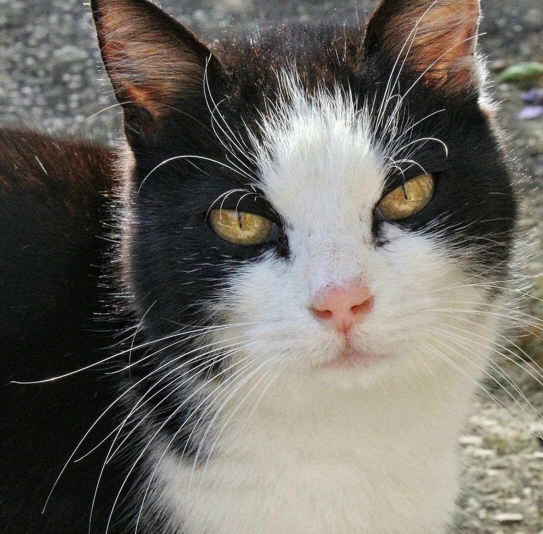 domestic cat, cat, animal themes, pets, one animal, domestic animals, feline, whisker, mammal, close-up, portrait, looking at camera, animal eye, animal head, animal body part, staring, alertness, zoology, focus on foreground, no people