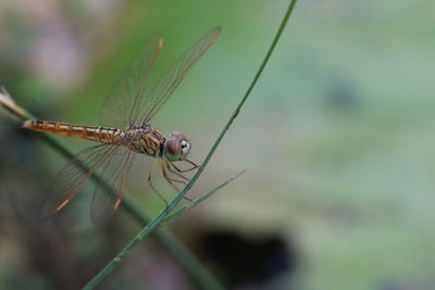 Close-up of dragonfly on leaf