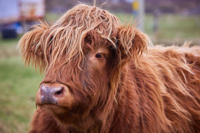 Hairy Cow Stock