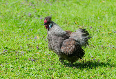 Close-up of silkie standing on grassy field