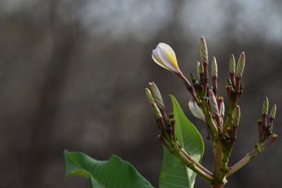 Close-up of flower buds