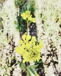 Close-up of yellow flowers