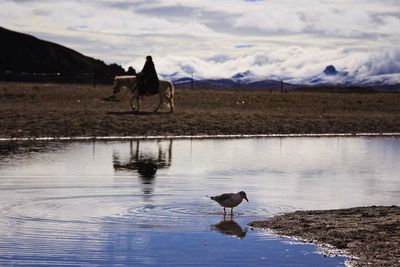 Ducks on lake by mountain against sky