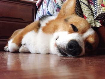 Close-up of dog sleeping