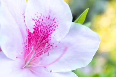 Close-up of pink flower