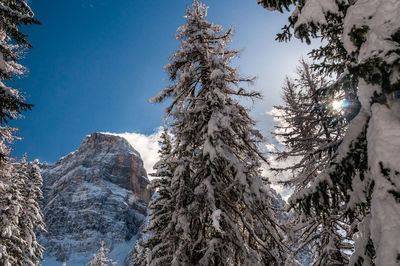 Low angle view of snow covered trees against sky