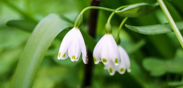 Close-up of white flowers growing in field