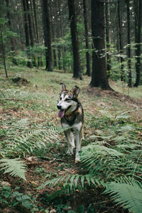 Dog in forest