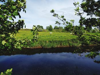 Scenic view of agricultural field against sky