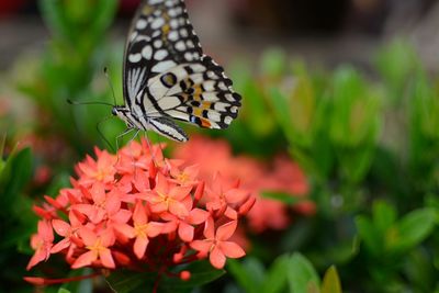 Close-up of butterfly on coral ixoras