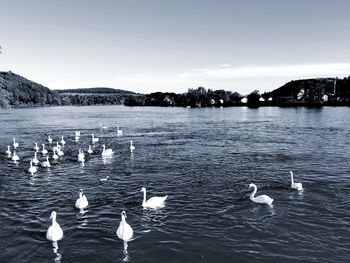 Swans swimming in lake against sky