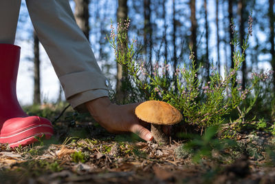 Hiker in pink rubber boots picks up tasty edible mushroom in forest to cook delicious meal at home