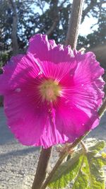 Close-up of pink hibiscus blooming outdoors