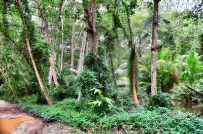 Trees in forest