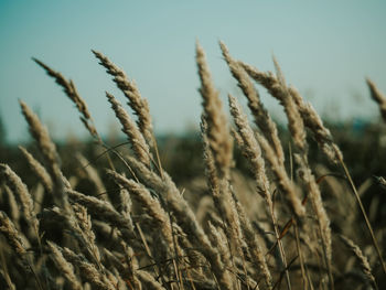 Close-up of stalks in field against sky