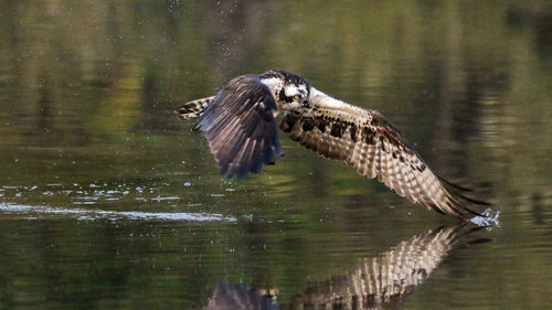 Bird flying over lake