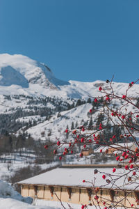A picturesque landscape of red berries with the snowcapped french alps mountains in the background