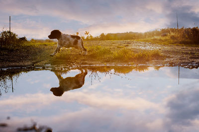 Dog with reflection in water