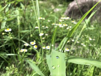 Close-up of fresh green grass in field
