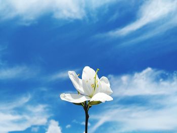 Close-up of white flowering plant against blue sky