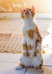 Cat looking away while sitting on tiled floor