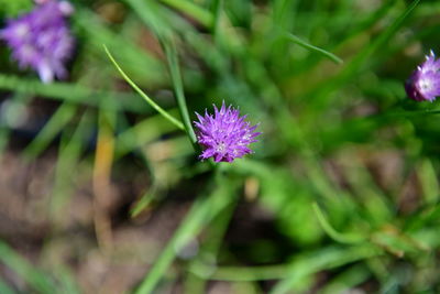 Close-up of purple flowering plant on field