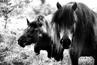 Horses in the field black and white