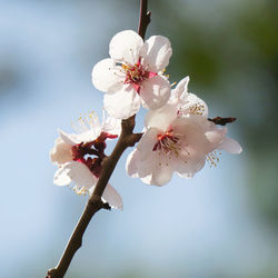 Close-up of cherry blossoms in spring