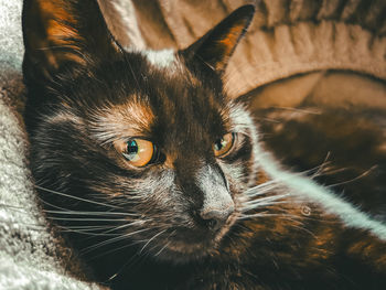 Close-up portrait of cat