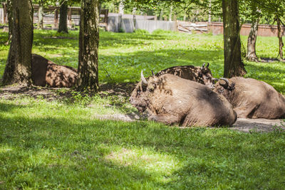 View of sheep resting on field