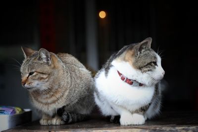 Close-up of cat